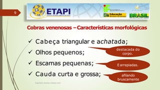 9
Cobras venenosas –Características morfológicas
 Olhos pequenos;
 Escamas pequenas;
 Cauda curta e grossa;
 Cabeça triangular e achatada;
destacada do
corpo.
E arrepiadas.
afilando
bruscamente
Engenheiro Zacarias Linhares Junior
 