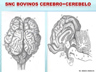 SNC BOVINOS CEREBRO+CEREBELO




                        MV. EDGAR H. MURCIA M.
 