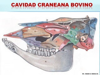 CAVIDAD CRANEANA BOVINO




                    MV. EDGAR H. MURCIA M.
 