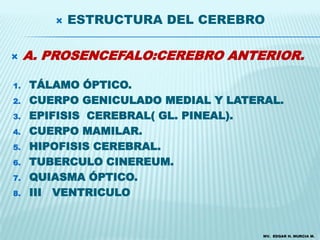    ESTRUCTURA DEL CEREBRO

    A. PROSENCEFALO:CEREBRO ANTERIOR.

1.   TÁLAMO ÓPTICO.
2.   CUERPO GENICULADO MEDIAL Y LATERAL.
3.   EPIFISIS CEREBRAL( GL. PINEAL).
4.   CUERPO MAMILAR.
5.   HIPOFISIS CEREBRAL.
6.   TUBERCULO CINEREUM.
7.   QUIASMA ÓPTICO.
8.   III VENTRICULO


                                     MV. EDGAR H. MURCIA M.
 
