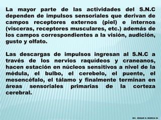 La mayor parte de las actividades del S.N.C
dependen de impulsos sensoriales que derivan de
campos receptores externos (piel) e internos
(visceras, receptores musculares, etc.) además de
los campos correspondientes a la visión, audición,
gusto y olfato.

Las descargas de impulsos ingresan al S.N.C a
través de los nervios raquídeos y craneanos,
hacen estación en núcleos sensitivos a nivel de la
médula, el bulbo, el cerebelo, el puente, el
mesencéfalo, el tálamo y finalmente terminan en
áreas sensoriales primarias de la corteza
cerebral.



                                          MV. EDGAR H. MURCIA M.
 