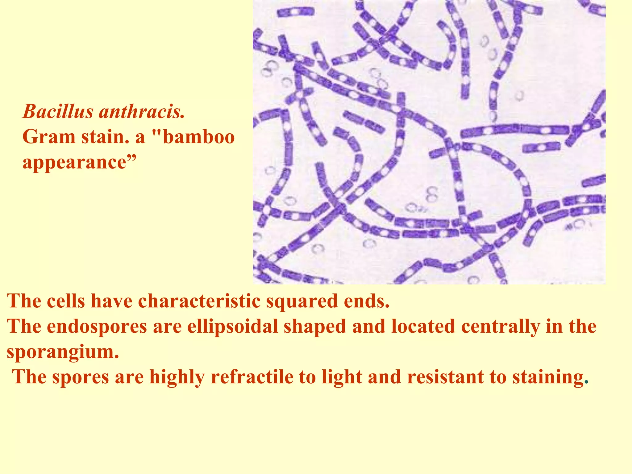 Bacillus anthracis.
Gram stain. a "bamboo
appearance”

The cells have characteristic squared ends.
The endospores are ellipsoidal shaped and located centrally in the
sporangium.
The spores are highly refractile to light and resistant to staining.

 
