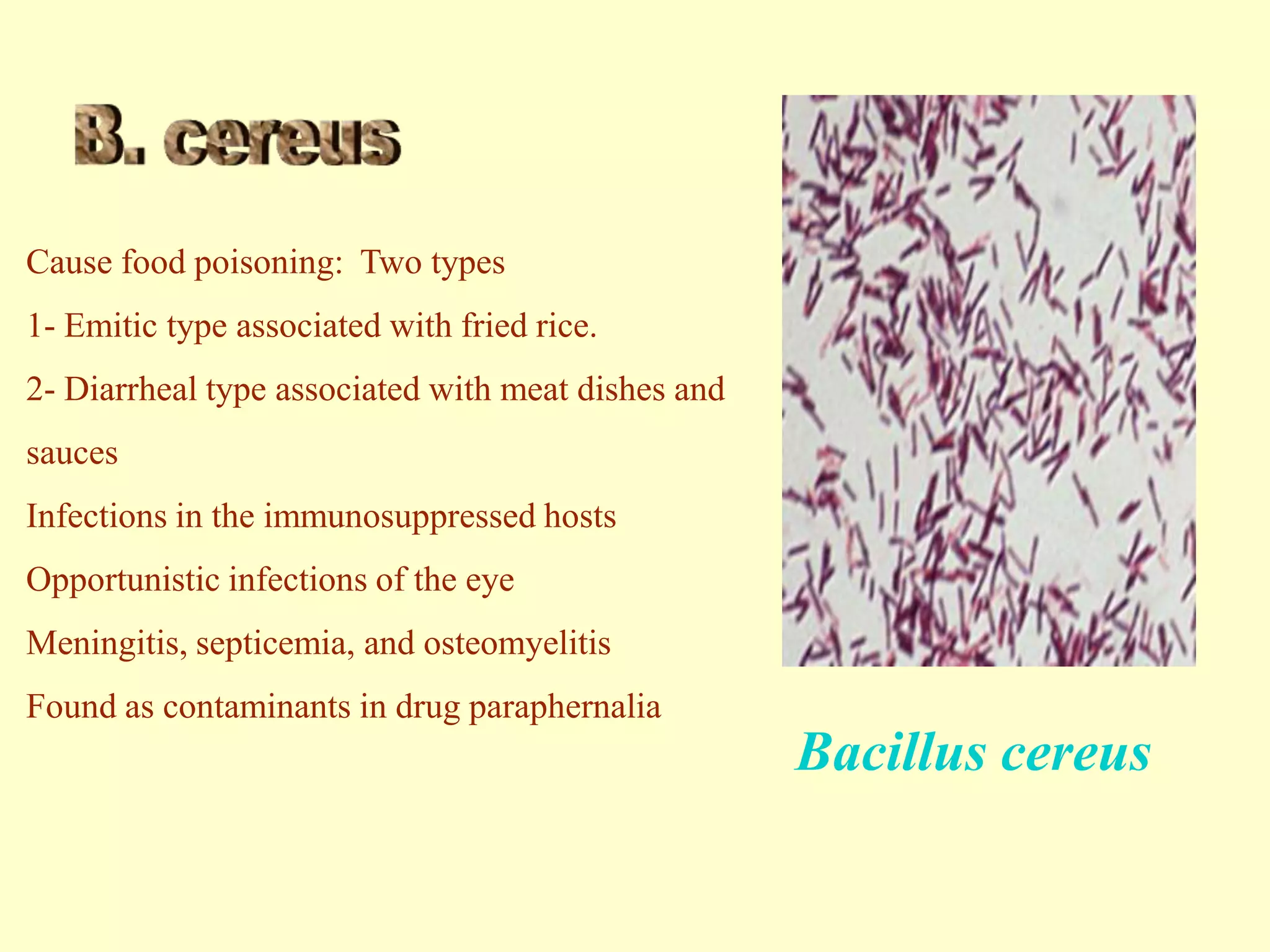 Cause food poisoning: Two types
1- Emitic type associated with fried rice.
2- Diarrheal type associated with meat dishes and
sauces
Infections in the immunosuppressed hosts
Opportunistic infections of the eye
Meningitis, septicemia, and osteomyelitis
Found as contaminants in drug paraphernalia

Bacillus cereus

 