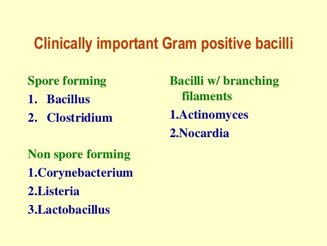 1 spore-forming gram-positive bacilli 2014