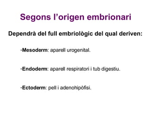 Segons l’origen embrionari Dependrà del full embriològic del qual deriven: Mesoderm : aparell urogenital. Endoderm : aparell respiratori i tub digestiu. Ectoderm : pell i adenohipòfisi. 