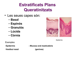 Estratificats Plans  Queratinitzats Les seues capes són: Basal Espinós Granulós Lúcida Còrnia Exemples :  Epidermis  - Mucosa oral masticatòria Vestíbul nasal  (genives) Epidermis 