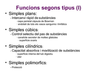 Funcions segons tipus (I) Simples plans: -  Intercanvi ràpid de substàncies   ·  capa parietal càpsula de Bowman  · endoteli de tots els vasos sanguinis i limfàtics Simples cúbics : -  Control selectiu del pas de substàncies   · canalícle secretor de moltes glàdules  · superficie ovaris Simples cilíndrics : -  Capacitat absortiva i movilització de substàncies   · superficie interna del tub digestiu  · úter Simples polimorfics : - Protecció  