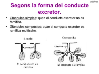 Segons la forma del conducte excretor. Glàndules simples : quan el conducte excretor no es ramifica. Glàndules compostes : quan el conducte excretor es ramifica moltíssim. Exocrines 