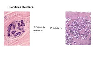 Glàndula mamaria Pròstata   · Glàndules alveolars. 