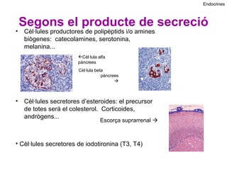 Segons el producte de secreció Cèl·lules productores de polipèptids i/o amines biògenes:  catecolamines, serotonina, melanina... Cèl·lules secretores d’esteroides: el precursor de totes serà el colesterol.  Corticoides, andrògens... Cèl·lula alfa pàncrees Cèl·lula beta  pàncrees   Escorça suprarrenal   Cèl·lules secretores de iodotironina (T3, T4) Endocrines 