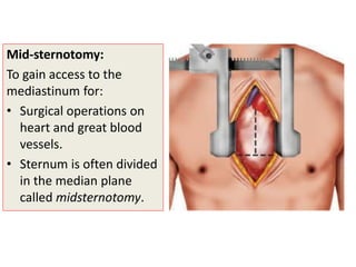 1-Sternum-Osteology- 1 & 2.pdf