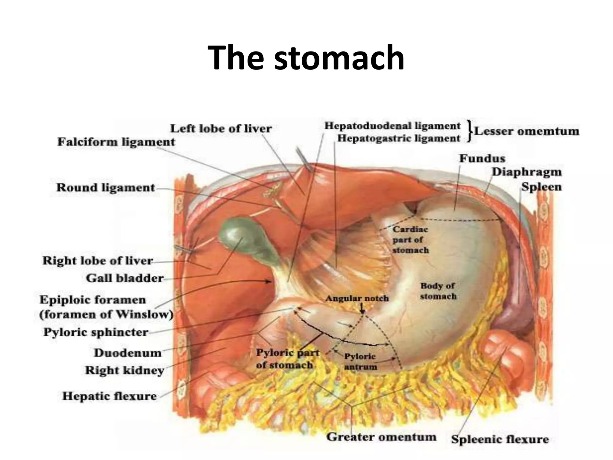Lesser omentum: attaches the liver to the lesser curvature.