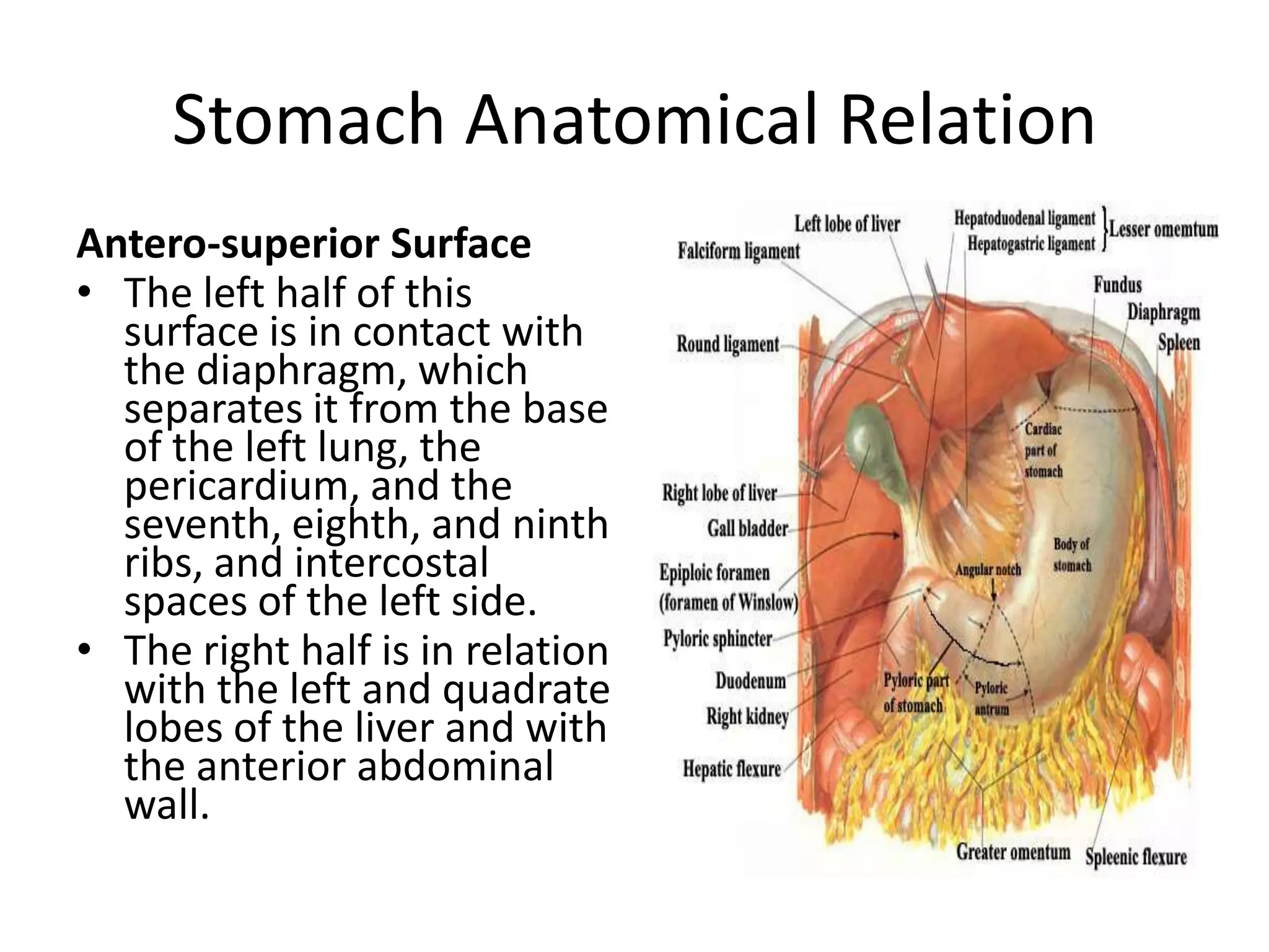 Greater omentum: attaches the greater curvature to the posterior body wall.The stomach