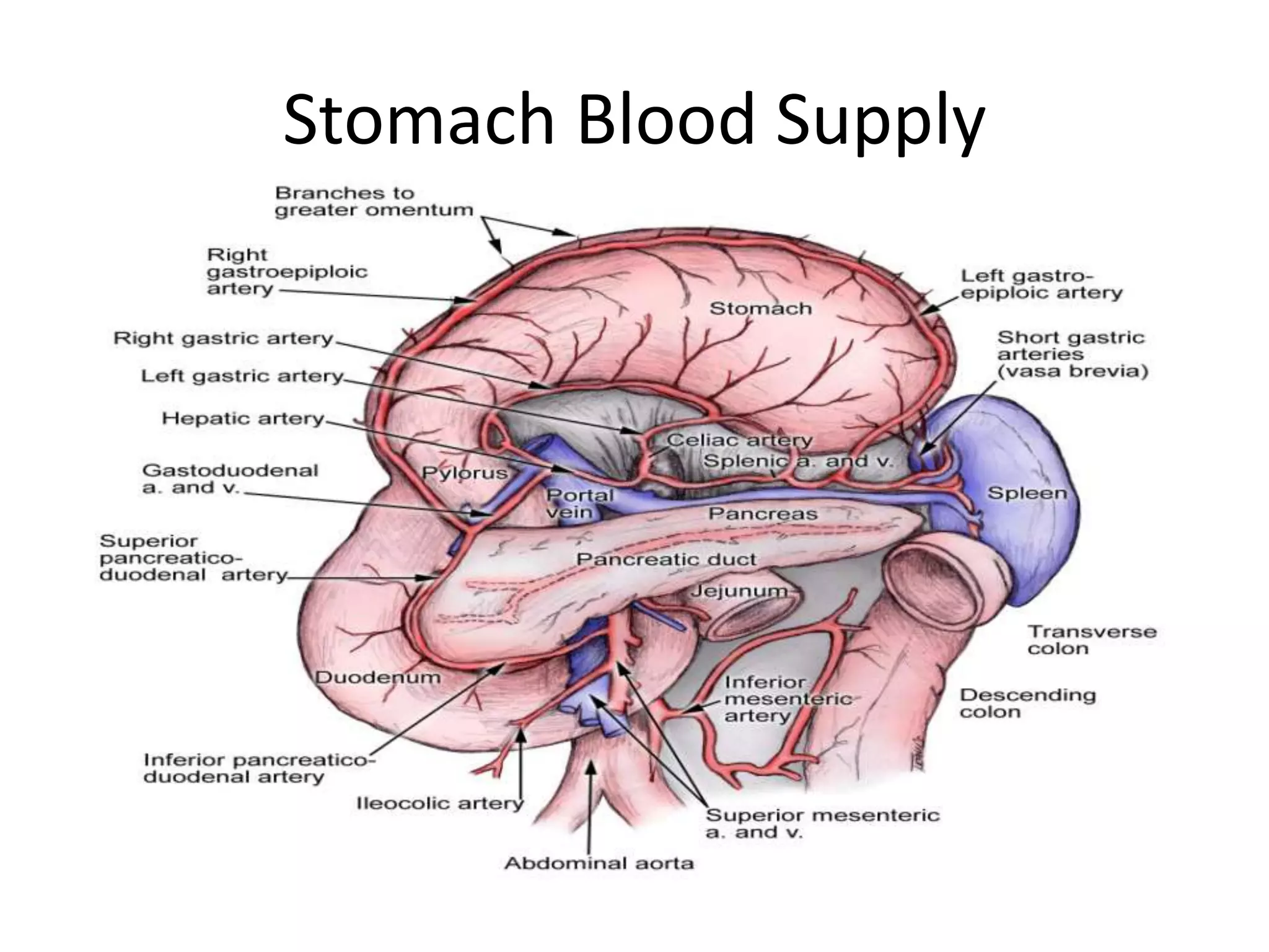 Stomach Blood Supply Arterial blood supply:3 BranchesLeft Gastric ArterySupplies the cardia of the stomach and distal esophagusSplenic ArteryGives rise to 2 branches which help supply the greater curvature of the stomach Left GastroepiploicShort Gastric ArteriesCommon Hepatic or Proper Hepatic Artery2 major branchesRight Gastric- supples a portion of the lesser curvatureGastroduodenal artery		-Gives rise to Right Gastroepiploic artery		         -helps supply greater curvature in conjunction 	          with Left Gastroepiploic Artery 