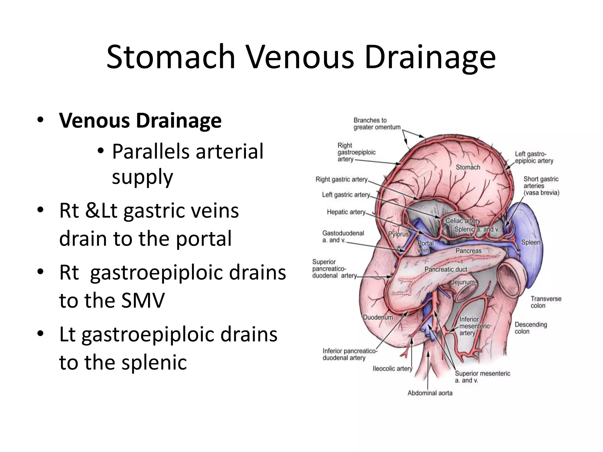 Stomach Blood Supply 