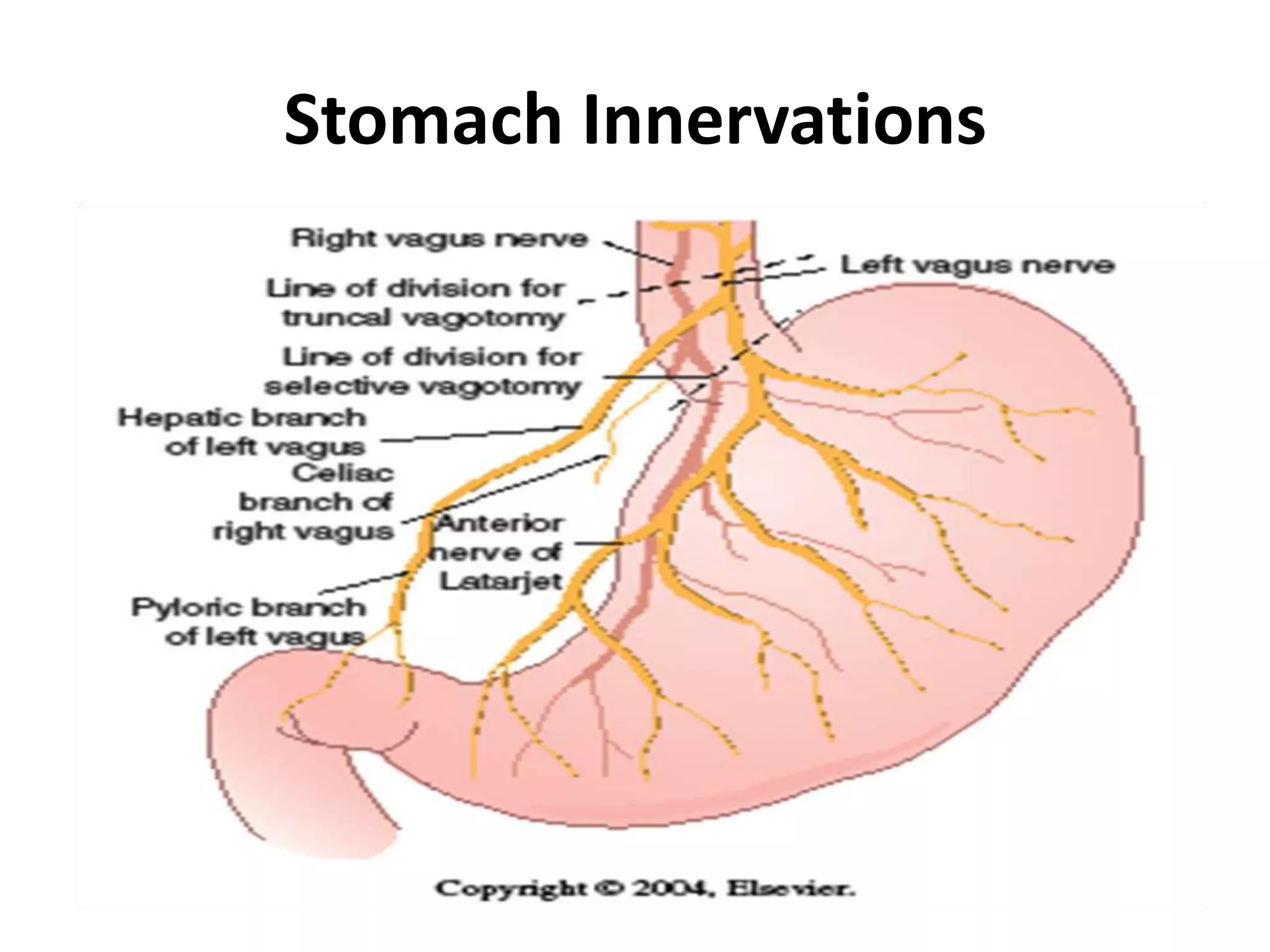 Stomach InnervationsParasympathetic innervation of Stomach- Vagus Nerve90% of fiber in vagal trunk is afferent (info transmitting from stomach to CNS)Sympathetic innervation of Stomach- Splanchnic NerveDerived from spinal segement T5-T10
