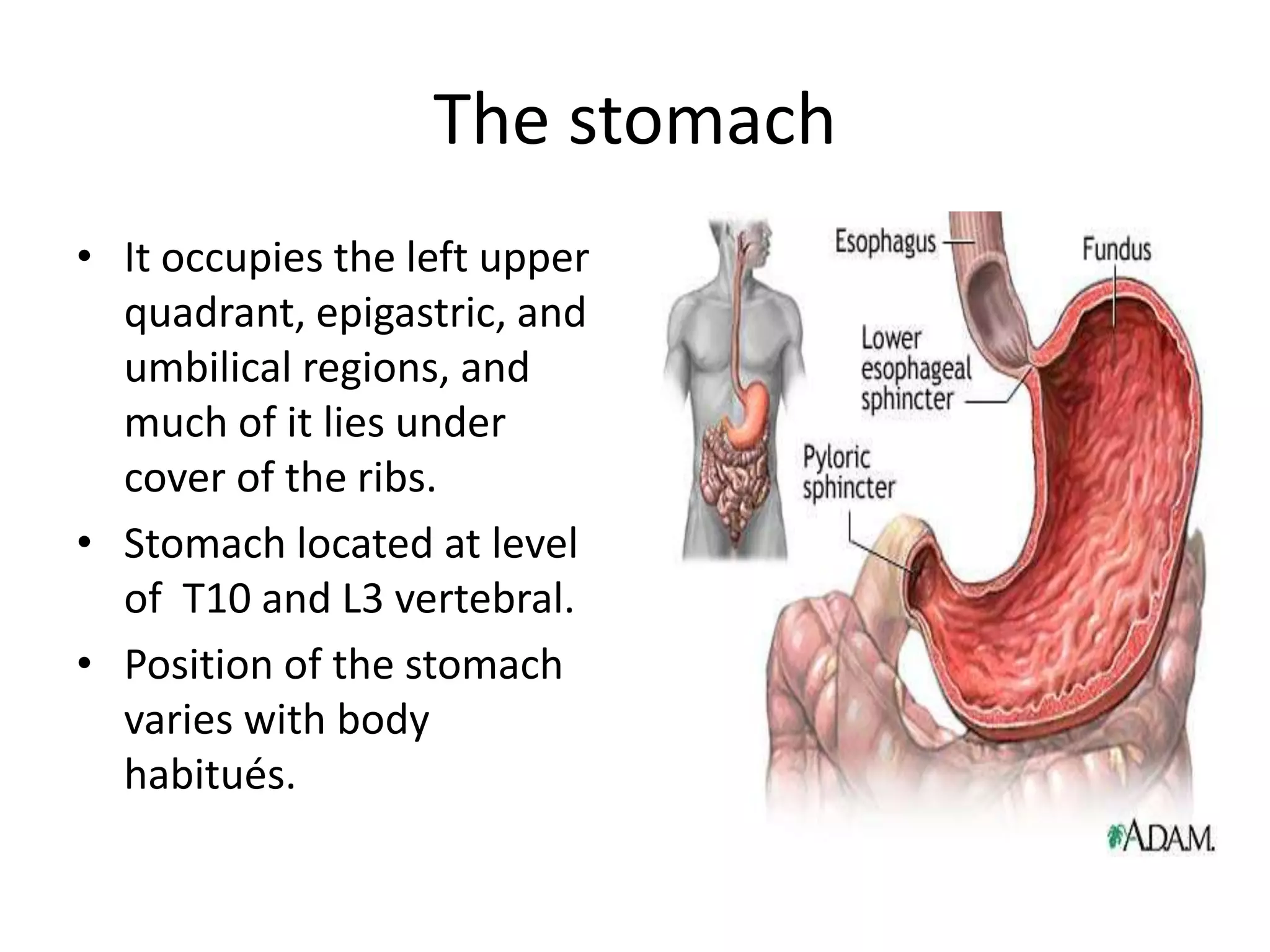 The stomachIt occupies the left upper quadrant, epigastric, and umbilical regions, and much of it lies under cover of the ribs.Stomach located at level of  T10 and L3 vertebral.Position of the stomach varies with body habitués. 