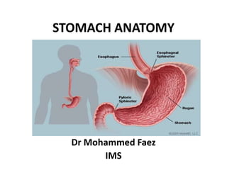 STOMACH ANATOMY By Dr Mohammed Faez IMS 