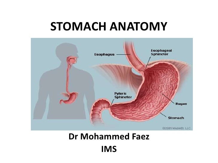 1 stomach anatomy of stomach