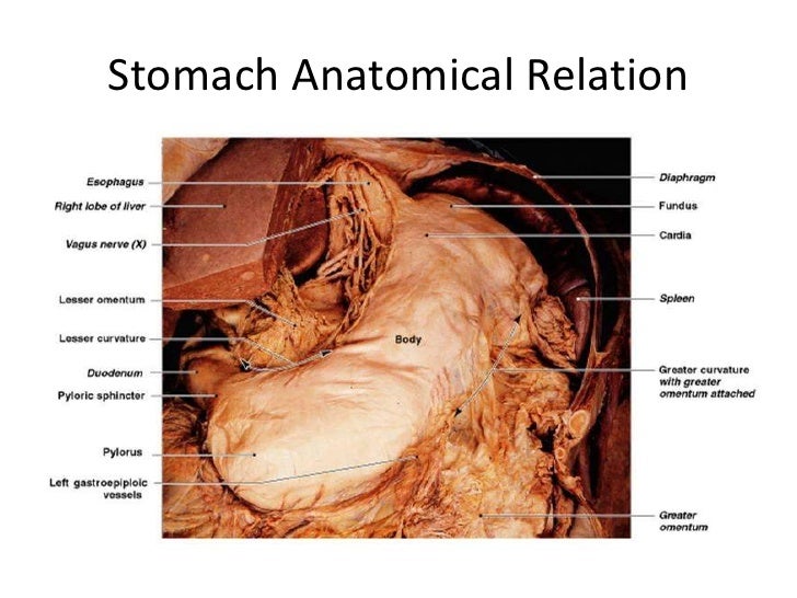 anatomy of stomach