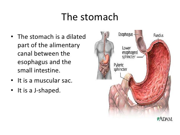 1 Stomach diagram of the lower esophageal sphincter 