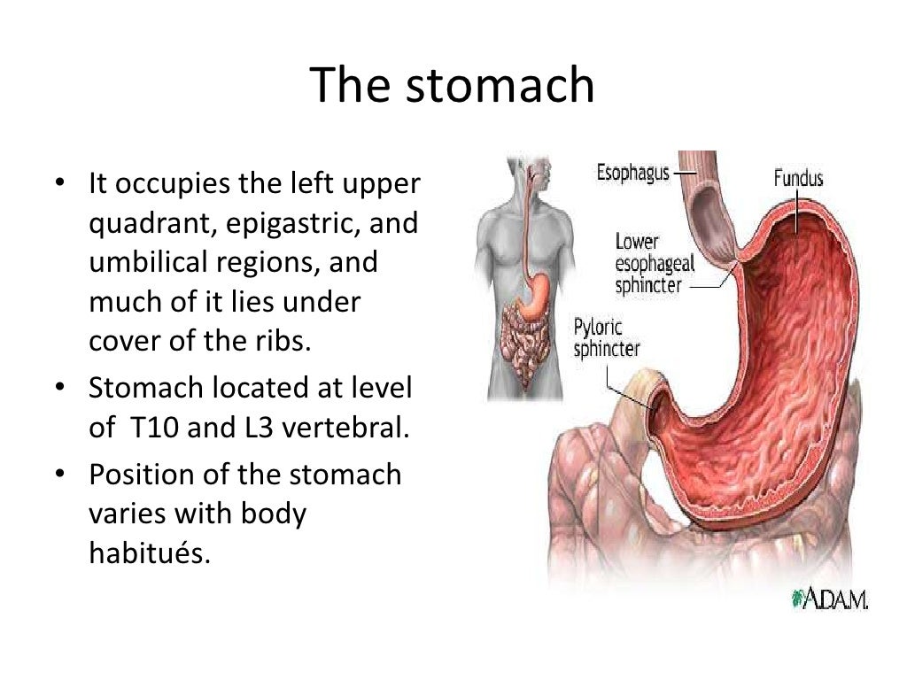 1 Stomach