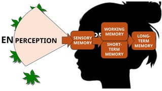 PERSON
ENVIRONMENT P
PERCEPTION
SENSORY
MEMORY
LONG-
TERM
MEMORY
SHORT-
TERM
MEMORY
WORKING
MEMORY
 