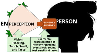 PERSON
ENVIRONMENT P
PERCEPTION
SENSORY
MEMORY
Our mental
representation of
how environmental
events look, sound,
feel, smell and taste
Vision,
Hearing,
Touch, Smell,
and Taste
 