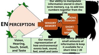 PERSON
ENVIRONMENT P
PERCEPTION
SENSORY
MEMORY SHORT-
TERM
MEMORY
Vision,
Hearing,
Touch, Smell,
and Taste
Our mental
representation of
how environmental
events look, sound,
feel, smell and taste
WORKING
MEMORY
Our ability to store
small amounts of
information & keep
it available for a
short time (~20
secs).
Our ability to manipulate
information stored in short-
term memory, e.g. to add two
numbers together from the
STM.
 