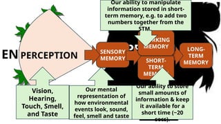 PERSON
ENVIRONMENT P
PERCEPTION
SENSORY
MEMORY
LONG-
TERM
MEMORY
SHORT-
TERM
MEMORY
Our mental
representation of
how environmental
events look, sound,
feel, smell and taste
WORKING
MEMORY
Our ability to manipulate
information stored in short-
term memory, e.g. to add two
numbers together from the
STM.
Vision,
Hearing,
Touch, Smell,
and Taste
Our ability to store
small amounts of
information & keep
it available for a
short time (~20
secs).
 