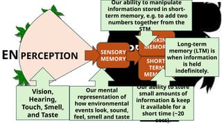 PERSON
ENVIRONMENT P
PERCEPTION
SENSORY
MEMORY
LONG-
TERM
MEMORY
SHORT-
TERM
MEMORY
Our mental
representation of
how environmental
events look, sound,
feel, smell and taste
WORKING
MEMORY
Our ability to manipulate
information stored in short-
term memory, e.g. to add two
numbers together from the
STM.
Vision,
Hearing,
Touch, Smell,
and Taste
Our ability to store
small amounts of
information & keep
it available for a
short time (~20
secs).
Long-term
memory (LTM) is
when information
is held
indefinitely.
 