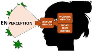PERSON
ENVIRONMENT P
PERCEPTION
SENSORY
MEMORY SHORT-
TERM
MEMORY
WORKING
MEMORY
 