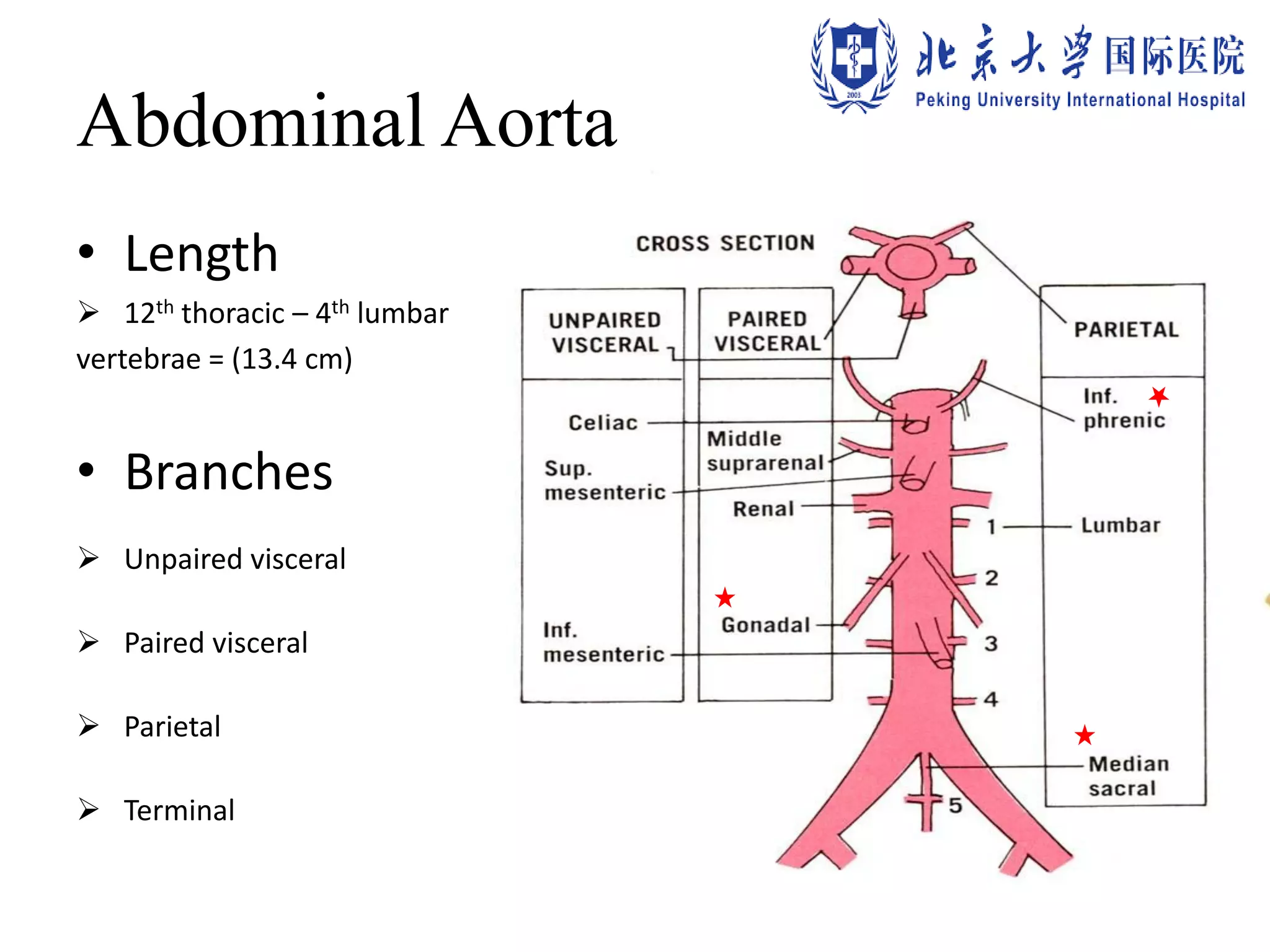 Abdominal Aorta
• Length
 12th thoracic – 4th lumbar
vertebrae = (13.4 cm)
• Branches
 Unpaired visceral
 Paired visceral
 Parietal
 Terminal
 