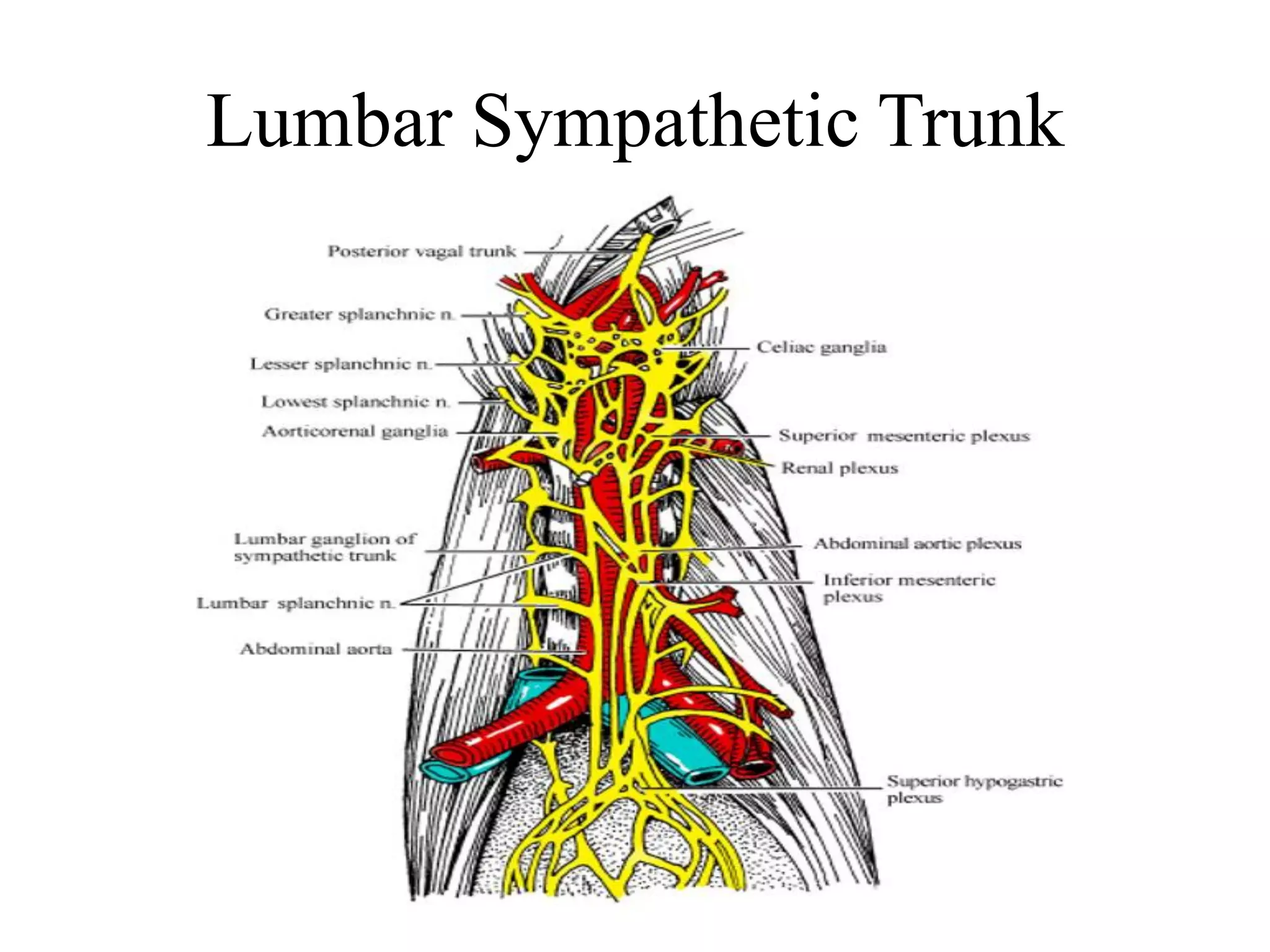 Lumbar Sympathetic Trunk
 