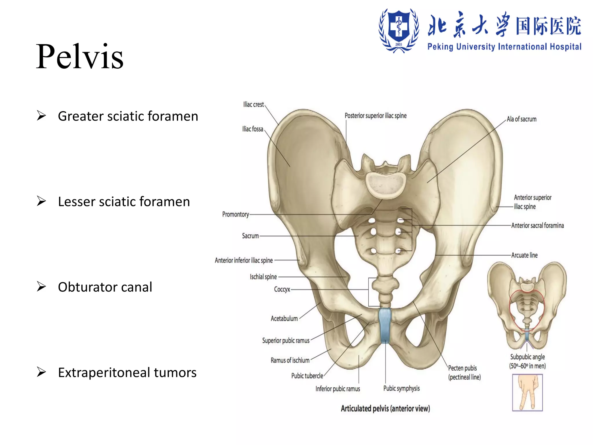 Pelvis
 Greater sciatic foramen
 Lesser sciatic foramen
 Obturator canal
 Extraperitoneal tumors
 