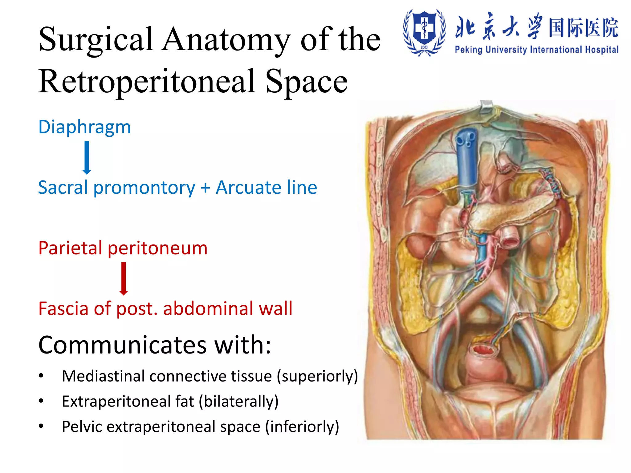 Surgical Anatomy of the
Retroperitoneal Space
Diaphragm
Sacral promontory + Arcuate line
Parietal peritoneum
Fascia of post. abdominal wall
Communicates with:
• Mediastinal connective tissue (superiorly)
• Extraperitoneal fat (bilaterally)
• Pelvic extraperitoneal space (inferiorly)
 