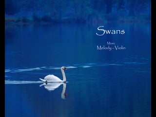 Swans
Music
Melody - Violin
 