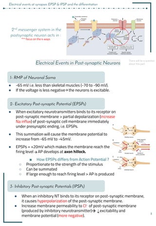 8
Electrical Events in Post-synaptic Neurons
1- RMP of Neuronal Soma
3- Inhibitory Post-synaptic Potentials (IPSPs)
● -65 mV i.e. less than skeletal muscles (-70 to -90 mV).
● If the voltage is less negative the neurons is excitable.
● When excitatory neurotransmitters binds to its receptor on
post-synaptic membrane > partial depolarization (increase
Na influx) of post-synaptic cell membrane immediately
under presynaptic ending, i.e. EPSPs.
● This summation will cause the membrane potential to
increase from -65 mV to -45mV.
● EPSPs = +20mV which makes the membrane reach the
firing level AP develops at axon hillock.
■ How EPSPs differs from Action Potential ?
○ Proportionate to the strength of the stimulus
○ Can be summated
○ If large enough to reach firing level > AP is produced
● When an inhibitory NT binds to its receptor on post-synaptic membrane,
it causes hyperpolarization of the post-synaptic membrane.
● Increase membrane permeability to Cl- of post-synaptic membrane
(produced by inhibitory neurotransmitter) excitability and
membrane potential (more negative).
2- Excitatory Post-synaptic Potential (EPSPs)
2nd messenger system in the
postsynaptic neuron acts in :
*** focus on the 4 ways
There will be a question
about this part
Electrical events at synapses EPSP & IPSP and the differentiation
 
