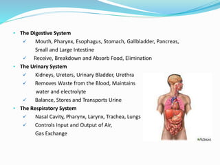 • The Digestive System
 Mouth, Pharynx, Esophagus, Stomach, Gallbladder, Pancreas,
Small and Large Intestine
 Receive, Breakdown and Absorb Food, Elimination
• The Urinary System
 Kidneys, Ureters, Urinary Bladder, Urethra
 Removes Waste from the Blood, Maintains
water and electrolyte
 Balance, Stores and Transports Urine
• The Respiratory System
 Nasal Cavity, Pharynx, Larynx, Trachea, Lungs
 Controls Input and Output of Air,
Gas Exchange
 
