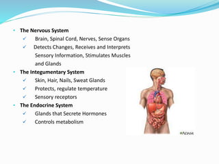 • The Nervous System
 Brain, Spinal Cord, Nerves, Sense Organs
 Detects Changes, Receives and Interprets
Sensory Information, Stimulates Muscles
and Glands
• The Integumentary System
 Skin, Hair, Nails, Sweat Glands
 Protects, regulate temperature
 Sensory receptors
• The Endocrine System
 Glands that Secrete Hormones
 Controls metabolism
 