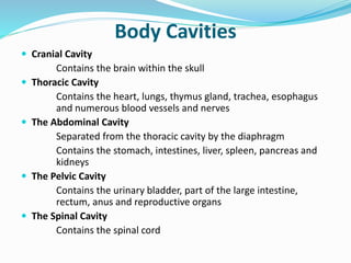 Body Cavities
 Cranial Cavity
Contains the brain within the skull
 Thoracic Cavity
Contains the heart, lungs, thymus gland, trachea, esophagus
and numerous blood vessels and nerves
 The Abdominal Cavity
Separated from the thoracic cavity by the diaphragm
Contains the stomach, intestines, liver, spleen, pancreas and
kidneys
 The Pelvic Cavity
Contains the urinary bladder, part of the large intestine,
rectum, anus and reproductive organs
 The Spinal Cavity
Contains the spinal cord
 