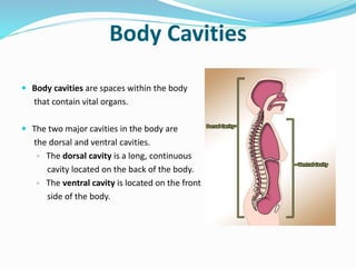 Body Cavities
 Body cavities are spaces within the body
that contain vital organs.
 The two major cavities in the body are
the dorsal and ventral cavities.
▫ The dorsal cavity is a long, continuous
cavity located on the back of the body.
▫ The ventral cavity is located on the front
side of the body.
 