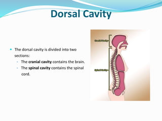 Dorsal Cavity
 The dorsal cavity is divided into two
sections:
▫ The cranial cavity contains the brain.
▫ The spinal cavity contains the spinal
cord.
 