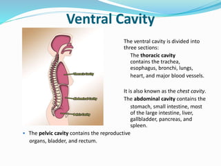 Ventral Cavity
The ventral cavity is divided into
three sections:
The thoracic cavity
contains the trachea,
esophagus, bronchi, lungs,
heart, and major blood vessels.
It is also known as the chest cavity.
The abdominal cavity contains the
stomach, small intestine, most
of the large intestine, liver,
gallbladder, pancreas, and
spleen.
 The pelvic cavity contains the reproductive
organs, bladder, and rectum.
 
