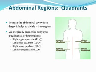Abdominal Regions: Quadrants
 Because the abdominal cavity is so
large, it helps to divide it into regions.
 We medically divide the body into
quadrants, or four regions:
▫ Right upper quadrant (RUQ)
▫ Left upper quadrant (LUQ)
▫ Right lower quadrant (RLQ)
▫ Left lower quadrant (LLQ)
 