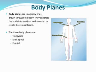 Body Planes
 Body planes are imaginary lines
drawn through the body. They separate
the body into sections and are used to
create directional terms.
 The three body planes are:
▫ Transverse
▫ Midsagittal
▫ Frontal
 