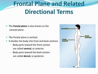 Frontal Plane and Related
Directional Terms
 The frontal plane is also known as the
coronal plane.
 The frontal plane is vertical.
 It divides the body into front and back sections.
▫ Body parts toward the front section
are called ventral, or anterior.
▫ Body parts toward the back section
are called dorsal, or posterior.
 