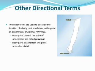 Other Directional Terms
 Two other terms are used to describe the
location of a body part in relation to the point
of attachment, or point of reference.
▫ Body parts toward the point of
attachment are called proximal.
▫ Body parts distant from this point
are called distal.
 