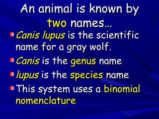 An animal is known by
two names…

Canis lupus is the scientific
name for a gray wolf.
Canis is the genus name
lupus is the species name
This system uses a binomial
nomenclature

 