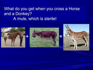 What do you get when you cross a Horse
and a Donkey?
A mule, which is sterile!

+

=

 